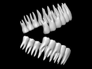 Teeth 3D 모델