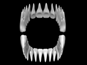 Teeth 3D 모델