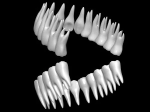 Teeth 3D Model