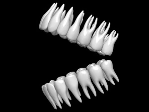 Teeth 3D Model