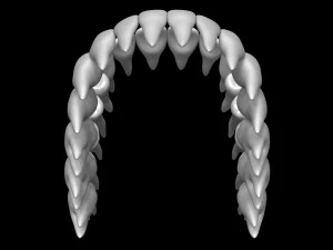 Teeth 3D Model