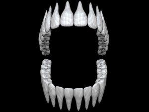 Teeth 3D 모델