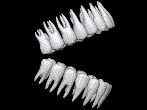 Teeth 3D 모델