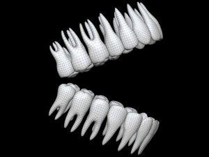 Teeth 3D Model