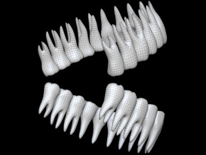 Teeth 3D 모델