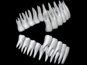 Teeth 3D Model