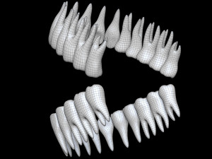 Teeth 3D 모델