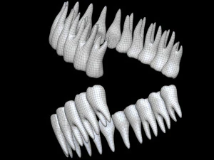 Teeth 3D Model