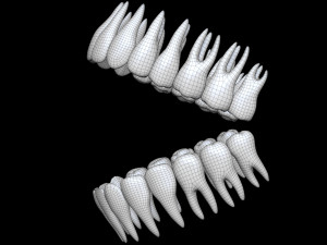 Teeth 3D 모델