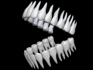 Teeth 3D Model