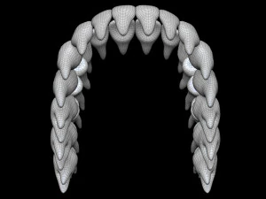 Teeth 3D Model