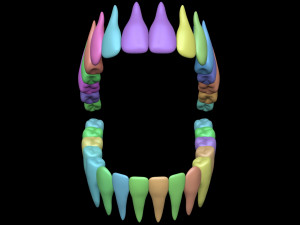 Teeth 3D 모델