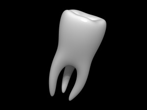 Tooth 3D 모델