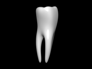Tooth 3D 모델