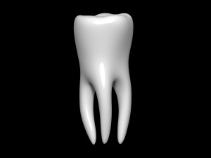 Tooth 3D 모델
