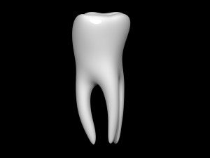 Tooth 3D 모델