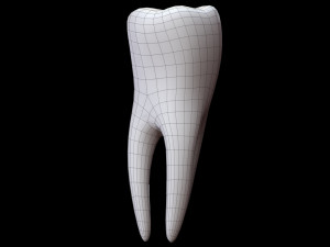 Tooth 3D 모델