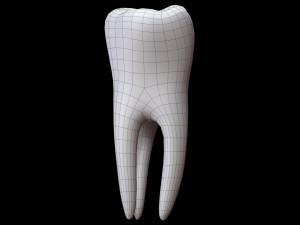 Tooth 3D 모델