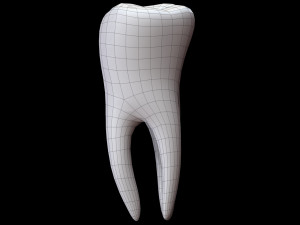 Tooth 3D 모델