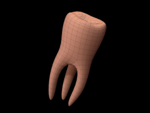 Tooth 3D 모델