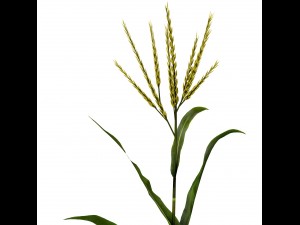 corn animated 3D Model