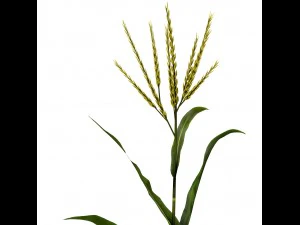 corn animated 3D Model