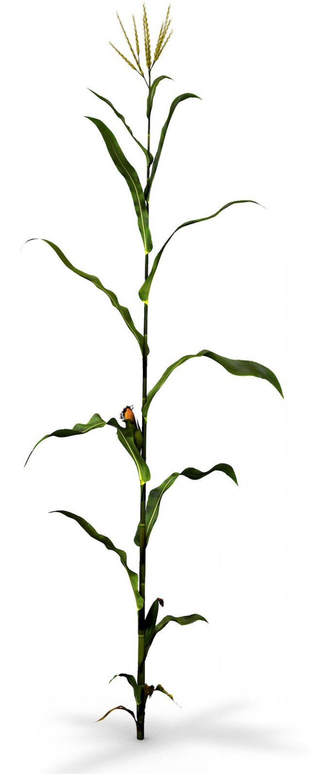 corn animated 3D Model .c4d .max .obj .3ds .fbx .stl .blend 