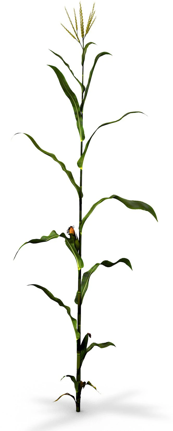 corn animated 3D Model .c4d .max .obj .3ds .fbx .stl .blend 