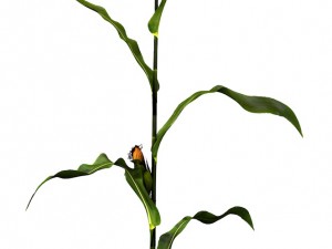 corn animated 3D Модель