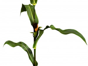 corn animated 3D Model