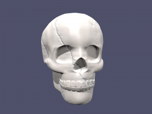 skull 3D Model