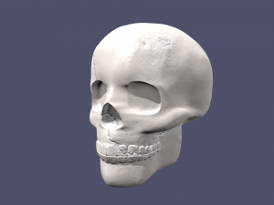 skull 3D Model