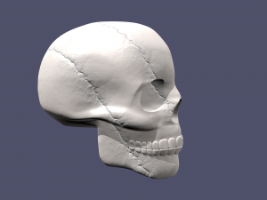 skull 3D Model