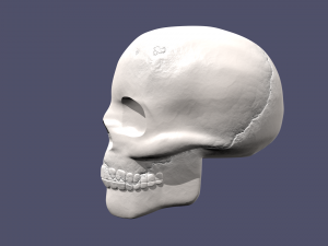 skull 3D Model