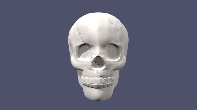 skull 3D Model .c4d .max .obj .3ds .fbx .stl .blend 
