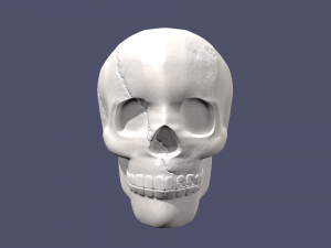 skull 3D मॉडल