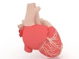 heart 3D Model .c4d .max .obj .3ds .fbx .stl .blend 