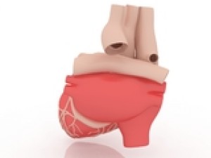 heart 3D Model