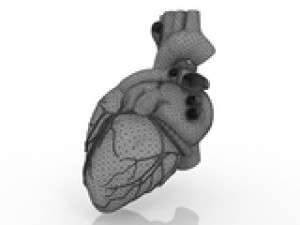 heart 3D Model
