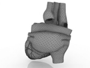 heart 3D Model