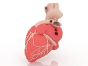 heart 3D Model