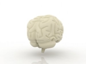 brain 3Dモデル