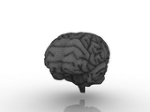 brain 3Dモデル