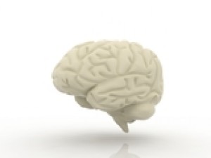 brain 3Dモデル