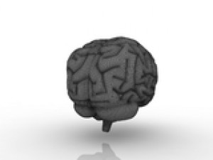 brain 3Dモデル