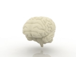 brain 3Dモデル