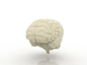 brain 3D Model