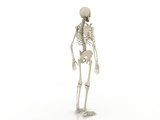 skeleton Model 3D .c4d .max .obj .3ds .fbx .stl .blend 