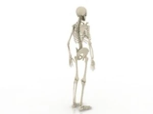 skeleton 3D Model