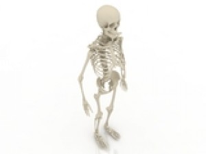 skeleton Model 3D